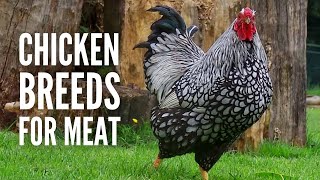 These Are The 20 Best Chicken Breeds for Meat [upl. by Radloff]