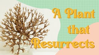 A Plant that Resurrects The True Rose of Jericho [upl. by Akemrehs]