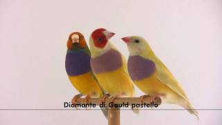 Diamante di Gould pastello  Chloebia gouldiae [upl. by Melly725]