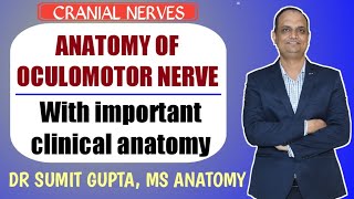 OCULOMOTOR NERVE  CRANIAL NERVE III  ANATOMY [upl. by Coughlin108]