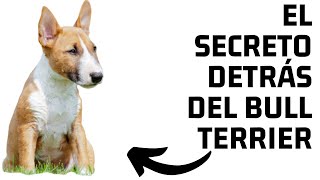 BULL TERRIERLas razones mas importantes que deberias de conocer antes de tenerlo [upl. by Saidel]