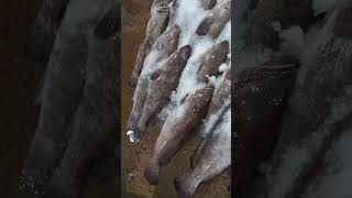 Gissar fresh fish  seafood Market karachi [upl. by Inajar672]