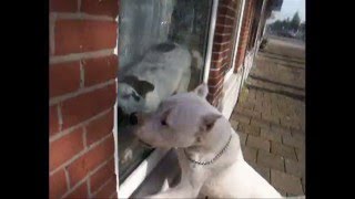 Dogo Argentino attacks  Dog Fight [upl. by Tigdirb97]