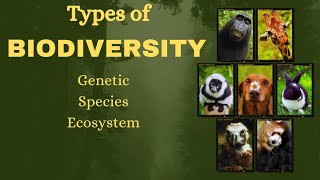 TYPES OF BIODIVERSITY  GENETIC SPECIES ECOSYSTEM and their Importance [upl. by Lanza]