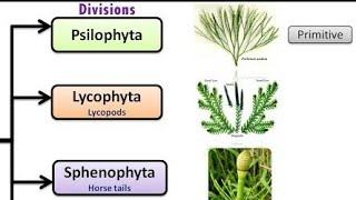 Plant kingdom lecture pteridophytes part 1xi biologymdcat [upl. by Dynah637]