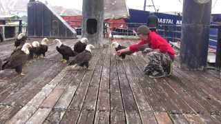 amazing eagles in dutch harbor [upl. by Kimmie54]