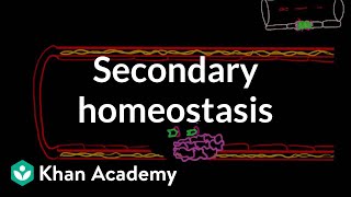 Secondary hemostasis  Advanced hematologic system physiology  Health amp Medicine  Khan Academy [upl. by Intyre113]