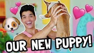 IM A FATHER NEW PUPPY [upl. by Notled]