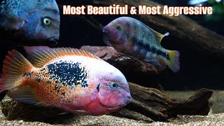 A Basic Guide To Keeping Vieja Cichlids [upl. by Analad]