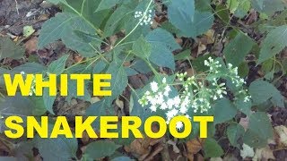 White Snakeroot the Cause of Milk Sickness [upl. by Nesta401]