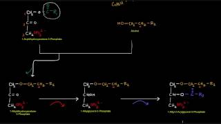 Plasmalogen Synthesis [upl. by Laurette]