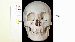 ANATOMİ12KONUCranium Frontal Kemik [upl. by Ahsimet]