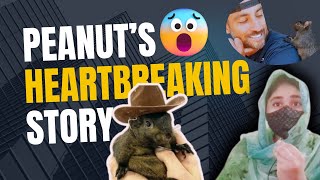 Peanut the Squirrel Euthanized The Heartbreaking Story and Latest Updates [upl. by Akinorev328]