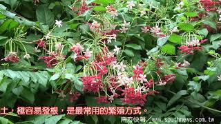 southnews《花樹教室》會變色的花「使君子」及繁殖方法 Rangoon Creeper [upl. by Ahsilef999]