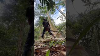 Big Albizia Tree Removal  Kauai Tree Work Land Clearing Chainsaw Husq 585 treework treeremoval [upl. by Press]