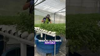 Aprende hidroponia paso a paso cultivarencasa cultivaencasa plantas jardin cultivohidroponico [upl. by Franny]