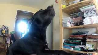 staffordshire bull terrier howling [upl. by Hadnama]