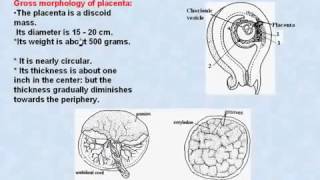 31 General Embryology Placenta [upl. by Cappello127]