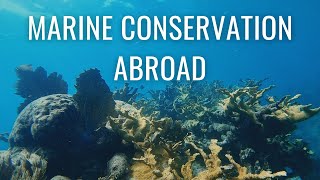 What its like working at a Marine Conservation NGO Abroad  Marine Biology Careers [upl. by Vedetta]