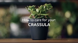 How to care for your Crassula  Grow at Home  RHS [upl. by Fayth257]