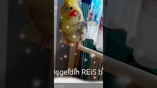 Hoşgeldin REiS😍🦜 sultanpapağanı kakadu konuşankuş nymphensittiche reis papağankonuşması [upl. by Rubina]