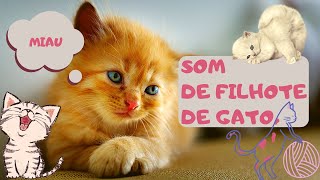 Som de filhote de gato [upl. by Aikemat60]