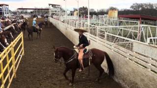 Lienzo charro el Alto  Coleadero Abierto scurry tx [upl. by Colston544]