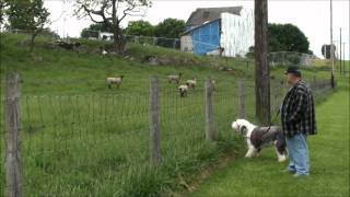 Old English Sheepdog Commands Sheep [upl. by Laen525]