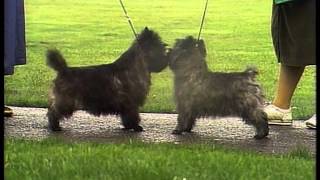 Cairn Terrier  AKC Dog Breed Series [upl. by Faucher827]