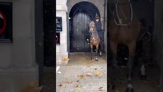 quotHigh Winds Cause Havoc for the Kings Horse and Guard Debris in the Air 🌬️🐴 Shorts [upl. by Willamina275]