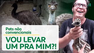 EMU O CACHORRO DE PENAS  CANAL MAIS PET [upl. by Suzanna]