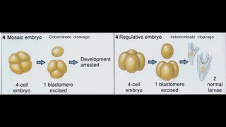 Determinate cleavage Indeterminate cleavage [upl. by Shelden]