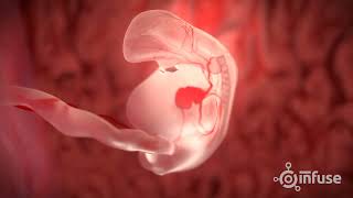 Fetal Development 3D Animation  Infuse Medical [upl. by Puiia]