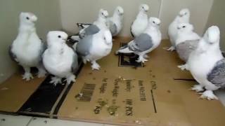 Oriental frill  Fancy pigeons [upl. by Heiney]