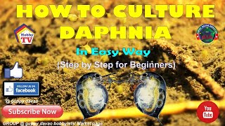 HOW TO CULTURE DAPHNIA In Easy Way [upl. by Adnilim]