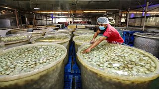 How Millions of Duck Eggs Produce Mud Salted Eggs  Salted Duck Egg Factory  Roast Duck Processing [upl. by Llewsor]