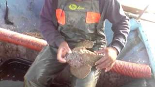 Synanceia verrucosa Stonefish [upl. by Emawk]