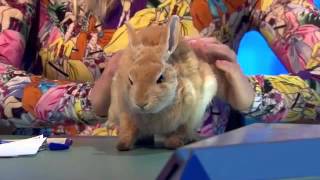 8 Out Of 10 Cats Does Countdown Series 7 Episode 3 [upl. by Akela]