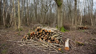 What is coppicing and why is it important  Suffolk Wildlife Trust [upl. by Mureil505]