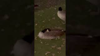 goose canada canadiangoose ytshorts youtubeshorts likeforlikes viralshort trending e [upl. by Orabel518]