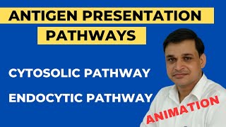 Antigen presentation and its pathways Animation  Cytosolic and Endocytic pathway [upl. by Culhert]