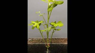 Germination of seedagriculture viralvideo farming nature [upl. by Saticilef]