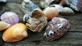 Did You Know Incredible Abalone Facts [upl. by River565]