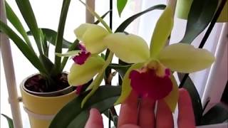 Цветение орхидей Rhynchostylis coelestis Cattleya Merry Green Sophronitis cernua [upl. by Edia]