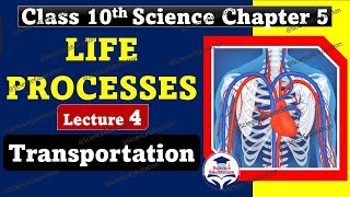 Life Processes Class 10 Science Biology  Lecture 4 Transportation  CBSE ScienceEdustation [upl. by Wylen]