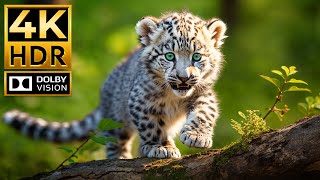 BABY ANIMALS 4K HDR  with Cinematic Sound Colorful Animal Life [upl. by Hay]