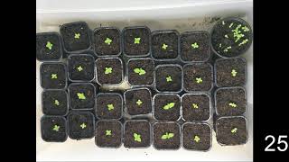 How to germinate Paulownia tree from seeds [upl. by Mellie]