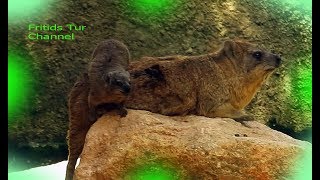 Bioparc Valencia  The rock hyrax Procavia capensis [upl. by Brathwaite]