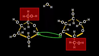 Chemistry Tutorial on Chemical Reactions How Plants Make Cellulose [upl. by Sedecram]