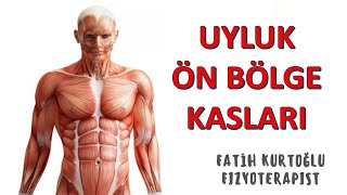 Uyluk Ön Bölge  KAS ANATOMİ si KONU ANLATIMI 11 [upl. by Kabab]